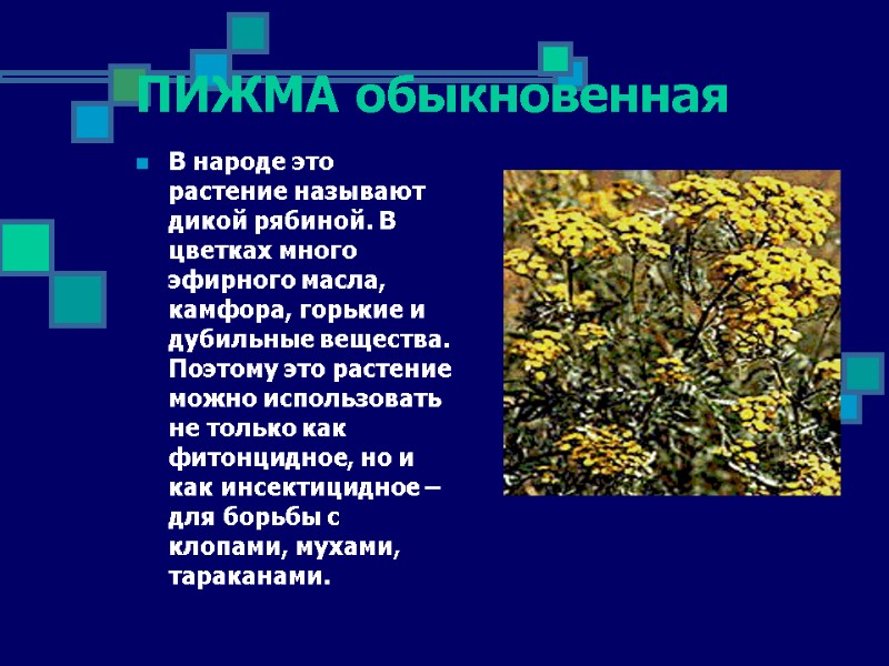 ПИЖМА обыкновенная В народе это растение называют дикой рябиной. В цветках много эфирного масла,